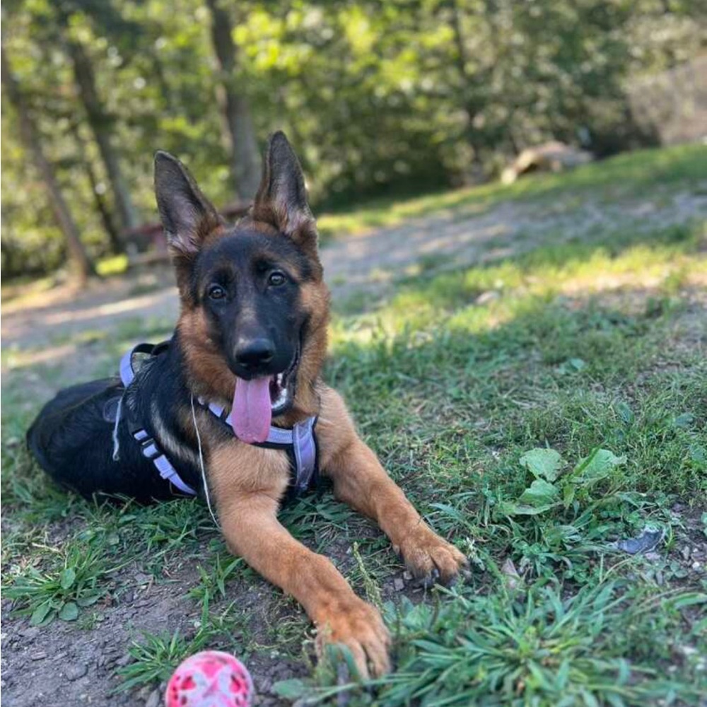 LILAC/PURPLE Dog harness
